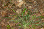 Waterfall's sedge